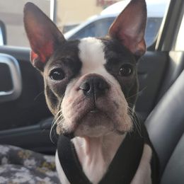 Boston Terrier Puppies from Big Sky Bostons