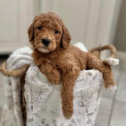 Fluttershy- Teal - Apricot female Goldendoodle puppy in Bay City, Texas from Charming Doods Goldendoodles