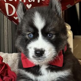 Siberian Huskies from Wolves with Amor