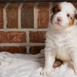 Rafiki - Red merle male Australian Shepherd puppy in Blythewood, South Carolina from One Tribe Aussies