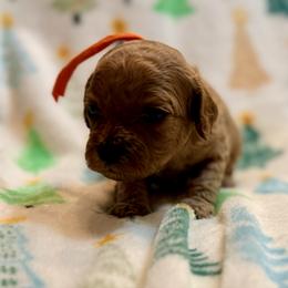 Cupid - Red male Cavapoo puppy in Preston, Idaho from Shaffer Top Notch Puppies