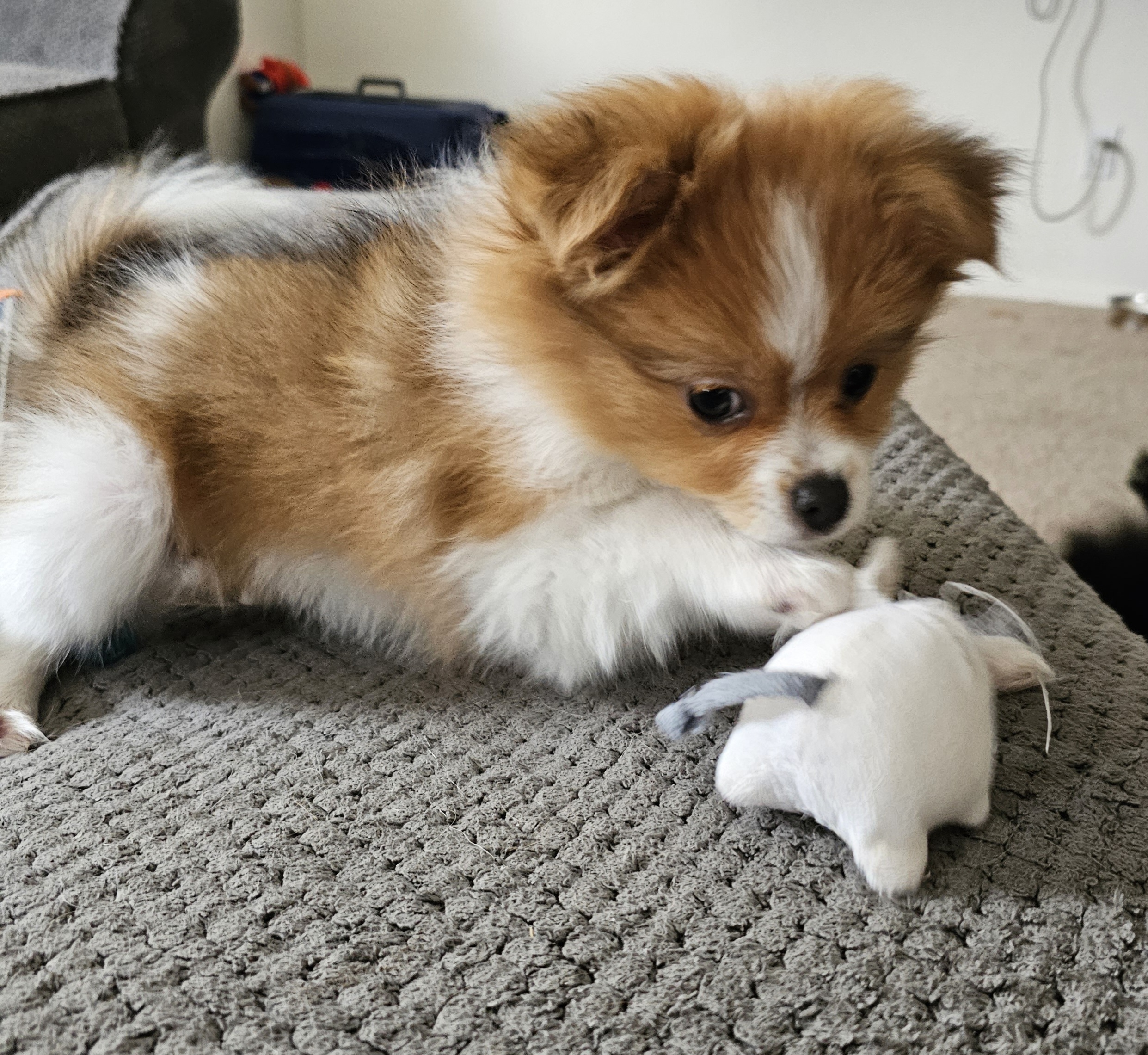 Pomeranian Puppies from Fire Dove Pom