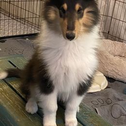 Lily - Black white and tan Collie puppy in Mount Orab, Ohio from Plum Creek Collies