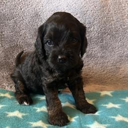 Pink color - Tri-color female Cavapoo puppy in Tempe, Arizona from Springerdoodles Plus AZ