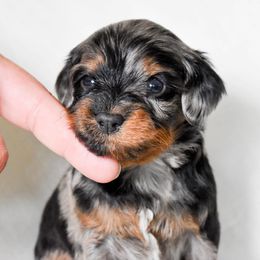 Joey - Merle male Cockapoo puppy in Ellensburg, Washington from Dawn to Dusk Cockapoos