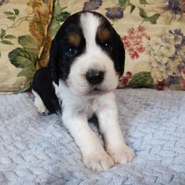 Amy - Black white and tan female English Springer Spaniel puppy in Kingsport, Tennessee from Leandra's English Springer Spaniels