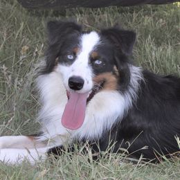 Mo - Australian Shepherd