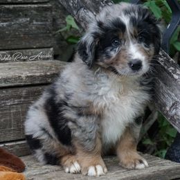 Oak - Blue merle male Australian Shepherd puppy in Burbank, South Dakota from Dakota Rose Aussies