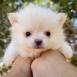 Pearl - Cream female Pomeranian puppy in Santa Clarita, California from Hollywood Mini Pets