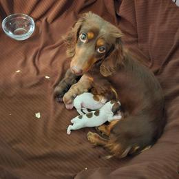 Lainey - Dachshund