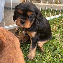 Betty - Black and tan female Cavalier King Charles Spaniel puppy in Destin, Florida from Ruby’s Coastal Cavaliers
