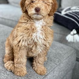 Bernedoodle and Goldendoodle All Grown Up from Brown’s Golden Paws
