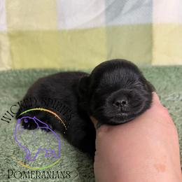 HOLD AKC PEPSI - Black male Pomeranian puppy in Watkins Glen, New York from Wicked Spirits Pomeranians