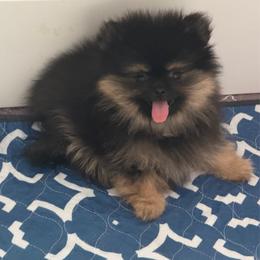 Rhett - Black and tan male Pomeranian puppy in Newport Beach, California from Exotic City Pomeranians and chihuahuas