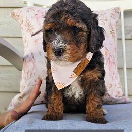Mr. Giggles - Merle male Bernedoodle puppy in Decatur, Georgia from So Adoodable