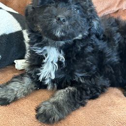 Everett - Black tri-color Aussiedoodle puppy in Winnsboro, Texas from Happy Hollow Ranch