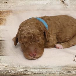 Poodle Puppies from Red Barn Moyen Poodles