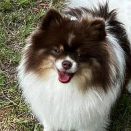 Pomeranians from Jeweled Poms