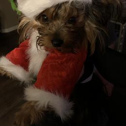 Yorkshire Terrier Puppies from Missy Lu Lap Puppies