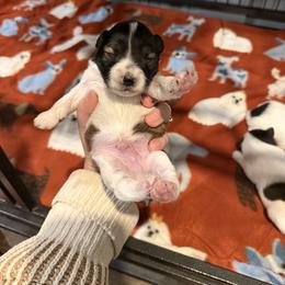 Bucky - Liver male Miniature Schnauzer puppy in Scottsboro, Alabama from EsKay Mini Schnauzers