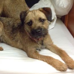 Border Terriers and Dalmatians from Royal Oaks