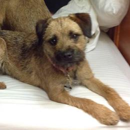 Border Terriers and Dalmatians from Royal Oaks