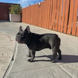 Yukon - French Bulldog