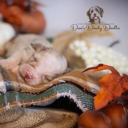 Bestie - Red tri-color female Aussiedoodle puppy in Roebuck, South Carolina from Dani's Dandy Doodles