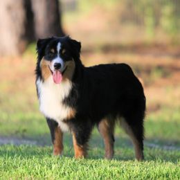 Dunkin - Miniature American Shepherd