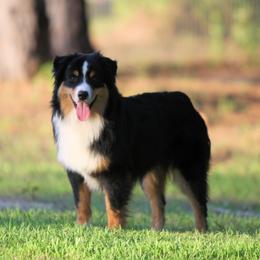 Dunkin - Miniature American Shepherd