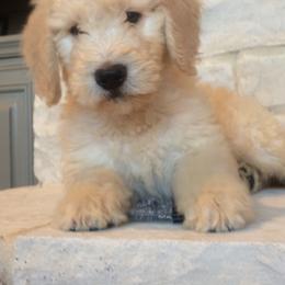 Cavapoo and Goldendoodle Puppies from Safari Doodles
