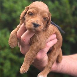 (Blue Collar) Bachelors Button - Red  male Goldendoodle puppy in Granite Falls Nc, North Carolina from Carolina Goldendoodles
