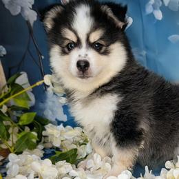 Falcon-2200 - Black and white male Pomsky puppy in Spring Hill, Florida from www.PuppyTimeEmporium.com