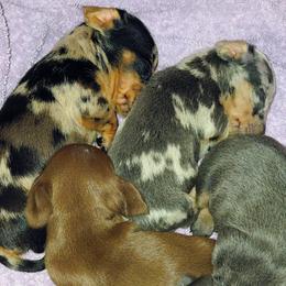 Pepper - Dapple female Dachshund puppy in Indianapolis, Indiana from wiggly weenies