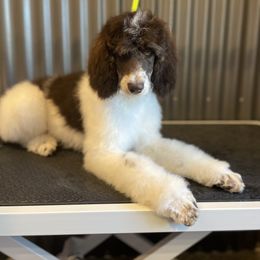 Neander - Parti Poodle puppy in Sheboygan, Wisconsin from Juicy Standards