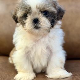 Mr. Gold - Brindle and white male Shih Tzu puppy in Waco, Texas from Shih Tzus To Love