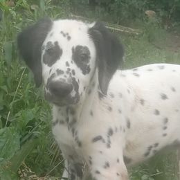 Dalmatians from Wagner's Dalmatian's