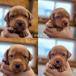 Stewart - Blue Collar - Yellow male Labrador Retriever puppy in Boyd, Minnesota from Lindley Labradors