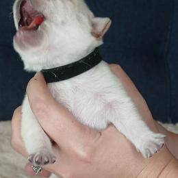 French Bulldog Puppies from Diamond Dreams French Bulldogs