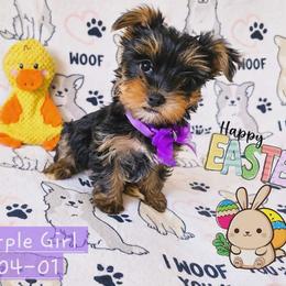 Gracie - Black and gold female Yorkshire Terrier puppy in Nitro, West Virginia from Kathryn's Yorkies