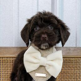 Marlin - Chocolate male Goldendoodle puppy in Warsaw, Ohio from Lovabledoodles