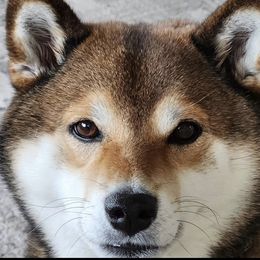 Shiba Inu Puppies from Hillsdale Shiba Inu