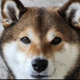 Shiba Inu Puppies from Hillsdale Shiba Inu