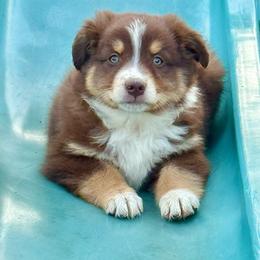 Tri male 1 - Red tri male Miniature Australian Shepherd puppy in Lemon Cove, California from Magic Ranch Mini Aussies