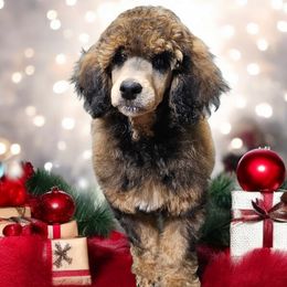 Yellow - Shadrach - Poodle puppy from Impressive Cartwright Poodles