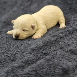 William- Green Collar - White male West Highland White Terrier puppy in Toronto, Ohio from Shekinah’s Mi-Kis & Cricket Hill’s Westies