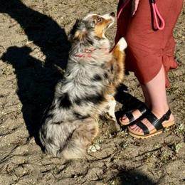 Bunnie - Miniature Australian Shepherd