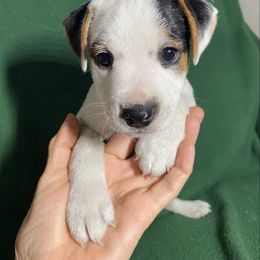 Boy 1 - Tri-color male Jack Russell Terrier puppy in Melbourne, Florida from Rustling Oaks Jack Russell Terrier’s