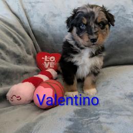 Valentino - Blue merle male Australian Shepherd puppy in Parker, Colorado from Legacy Ranch Australian Shepherds