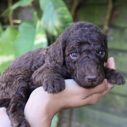Comet - Chocolate male Goldendoodle puppy in Palmetto Bay, Florida from SOMIDOODLES